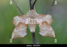 Attēlu rezultāti vaicājumam “Laothoe amurensis”