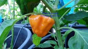 Afbeeldingsresultaat voor yellow mushroom hot pepper