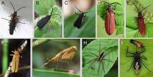 Attēlu rezultāti vaicājumam “Cantharidae”