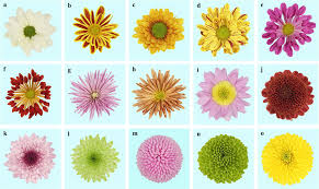 Image result for Chrysanthemum spectabile
