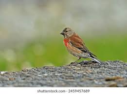 Attēlu rezultāti vaicājumam “Carduelis cannabina adult”