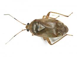 Attēlu rezultāti vaicājumam “Lygus pratensis”