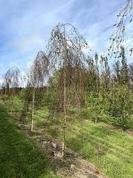Attēlu rezultāti vaicājumam “Betula pendula Youngii”