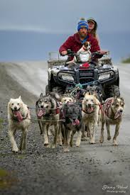 Image result for Team Ice Fire British Sled Dog Racing Team