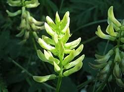 Attēlu rezultāti vaicājumam “Astragalus glycyphyllos”