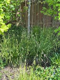 Attēlu rezultāti vaicājumam “Carex pilosa”