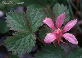 Attēlu rezultāti vaicājumam “Rubus arcticus flower”