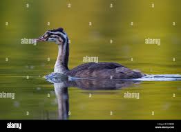 Attēlu rezultāti vaicājumam “Podiceps cristatus juvenile”