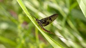 Attēlu rezultāti vaicājumam “Ephemera vulgata”