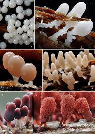 Attēlu rezultāti vaicājumam “Arcyria denudata”