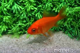 Attēlu rezultāti vaicājumam “Carassius auratus”