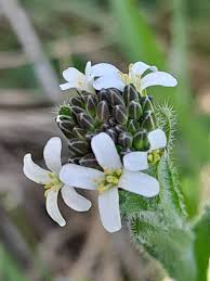 Attēlu rezultāti vaicājumam “Arabis hirsuta flower”