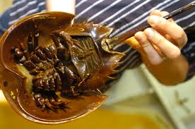 Image result for Limulus polyphemus