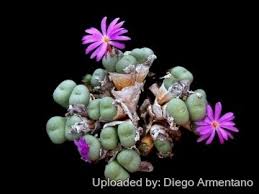 Attēlu rezultāti vaicājumam “Craterium minutum young”