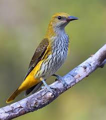 Attēlu rezultāti vaicājumam “Oriolus oriolus male”