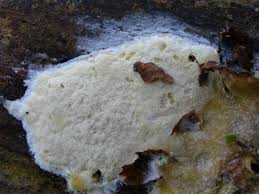 Attēlu rezultāti vaicājumam “Gloeoporus pannocinctus”