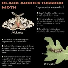 Attēlu rezultāti vaicājumam “Lymantria monacha pupa”