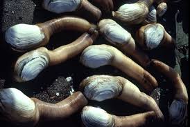 Image result for geoduck