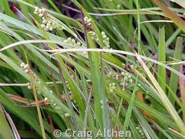 Attēlu rezultāti vaicājumam “Carex ornithopoda fruit”