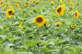 Image result for Sonnenblume