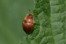 Attēlu rezultāti vaicājumam “Cychramus luteus”