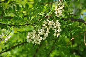 Attēlu rezultāti vaicājumam “Robinia pseudoacacia leaf”