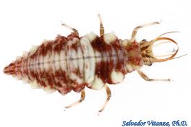 Attēlu rezultāti vaicājumam “Chrysopidae larva”