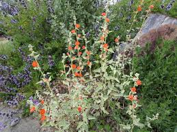 Attēlu rezultāti vaicājumam “Pohlia sphagnicola”