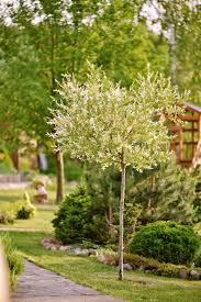 Attēlu rezultāti vaicājumam “Salix Vetrix”