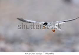 Attēlu rezultāti vaicājumam “Sternula albifrons”