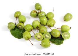 Attēlu rezultāti vaicājumam “Actinidia kolomikta fruit”