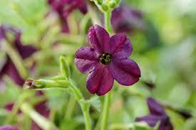 Image result for Nicotiana x sanderae `Perfume`F1
