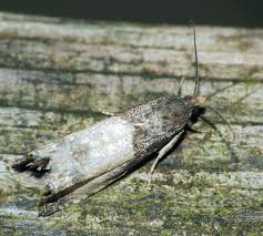 Attēlu rezultāti vaicājumam “Notocelia cynosbatella”