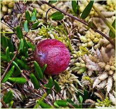 Attēlu rezultāti vaicājumam “Rhynchospora alba fruit”