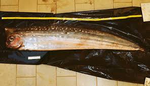 Image result for Chelon saliens