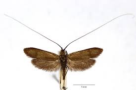 Attēlu rezultāti vaicājumam “Nemophora metallica”