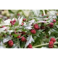Attēlu rezultāti vaicājumam “Chenopodium foliosum fruit”