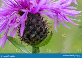 Attēlu rezultāti vaicājumam “Centaurea phrygia”