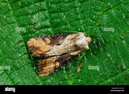 Attēlu rezultāti vaicājumam “Apamea ophiogramma”