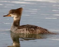 Attēlu rezultāti vaicājumam “Mergus merganser male”
