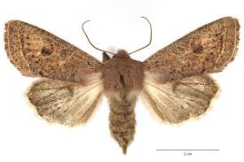 Attēlu rezultāti vaicājumam “Orthosia gracilis”