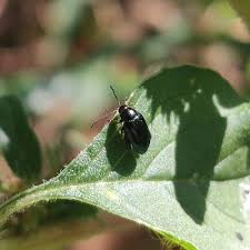 Attēlu rezultāti vaicājumam “Alticinae”