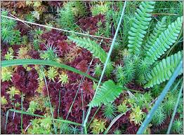 Attēlu rezultāti vaicājumam “Sphagnum rubellum”