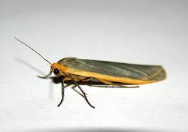 Attēlu rezultāti vaicājumam “Eilema depressa imago”