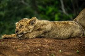 Attēlu rezultāti vaicājumam “Hippolais icterina adult”