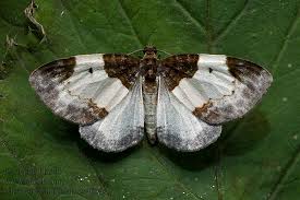 Attēlu rezultāti vaicājumam “Mesoleuca albicillata”