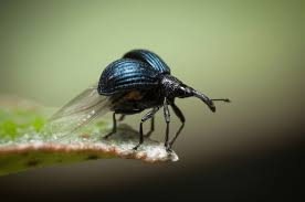 Attēlu rezultāti vaicājumam “Apion sp.”