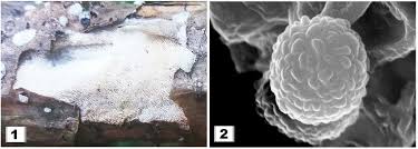 Attēlu rezultāti vaicājumam “Trechispora mollusca”