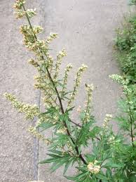 Attēlu rezultāti vaicājumam “Artemisia vulgaris flower”