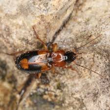 Attēlu rezultāti vaicājumam “Badister bullatus”